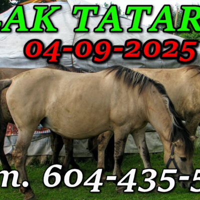 Tatarska Jurta. Podlasie. Wycieczka Szlakiem Tatarskim Podlasia 04-09-2025.