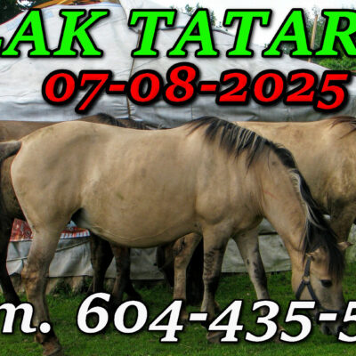 Tatarska Jurta. Podlasie. Wycieczka Szlakiem Tatarskim Podlasia 07-08-2025.