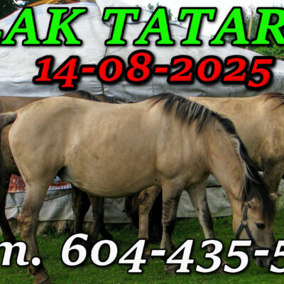 Tatarska Jurta. Podlasie. Wycieczka Szlakiem Tatarskim Podlasia 14-08-2025.