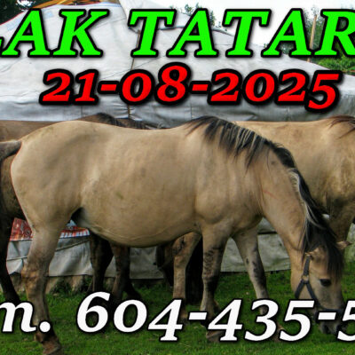 Tatarska Jurta. Podlasie. Wycieczka Szlakiem Tatarskim Podlasia 21-08-2025.